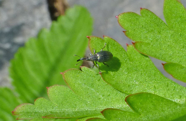 Apion species