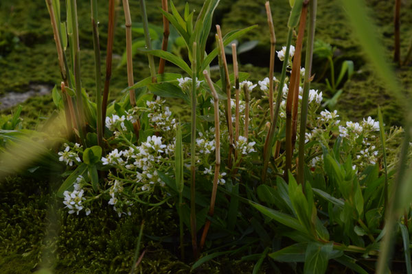 Cochlearia anglica + Cochlearia officinalis - Engels lepelblad + Echt lepelblad