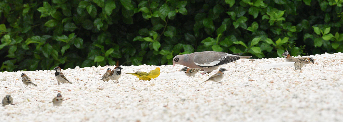 een bont gezelschap aan vogels