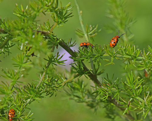 Crioceris duodecimpunctata - Rode aspergekever