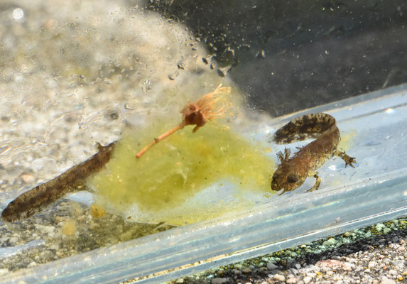 Vuursalamander, larve