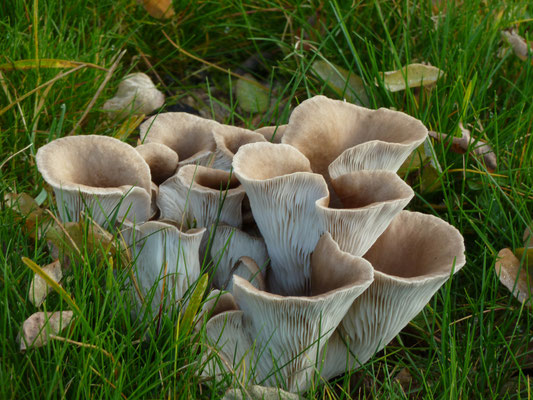Pleurotus ostreatus - Gewone oesterzwam