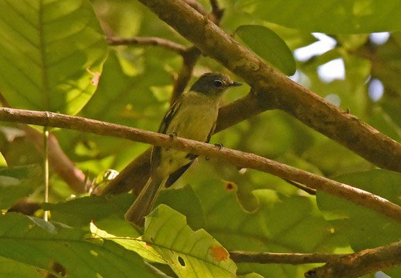 Yellow-margined Flycatcher