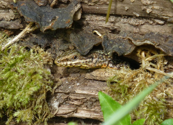 Podarcis muralis