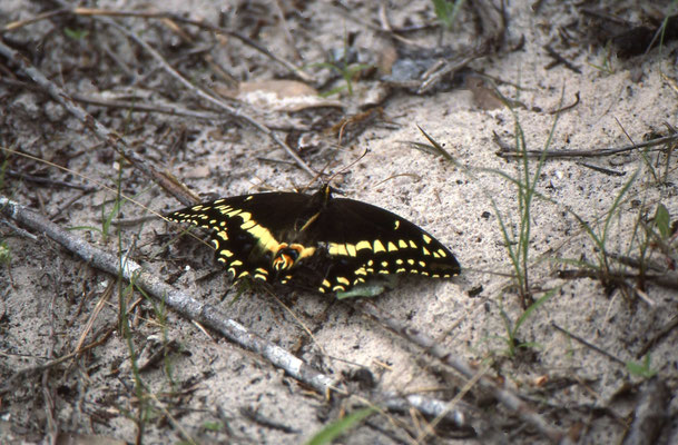 Palamedes Swallow-tail