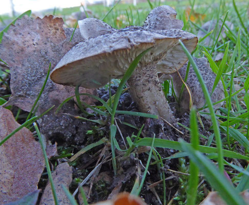 Tricholoma squarulosum - Spikkelsteelridderzwam
