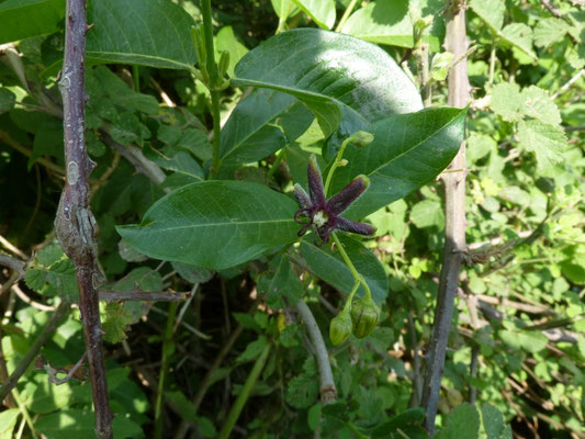 Periploca graeca