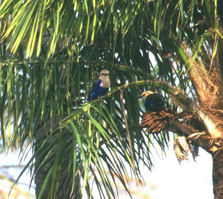 Coracias cyanogaster - Blue-bellied Roller