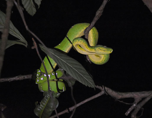 Corallus caninus - Groene Hondskopboa