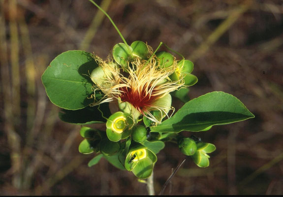 Mooie bloem