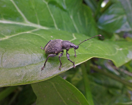 Otiorhynchus sulcatus - Gegroefde lapsnuitkever