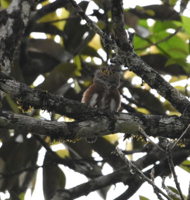 Amazonian Pygmee-Owl