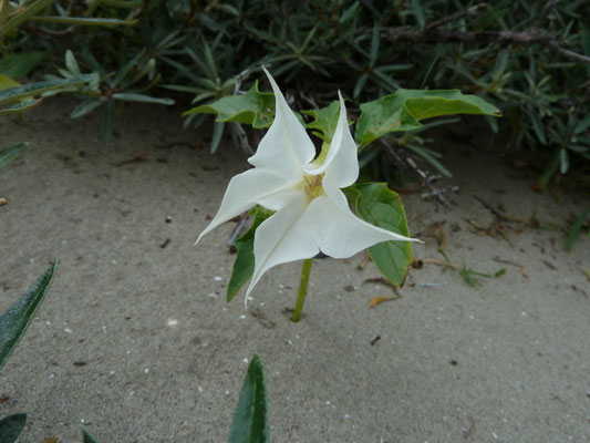 Datura stramonium - Doornappel