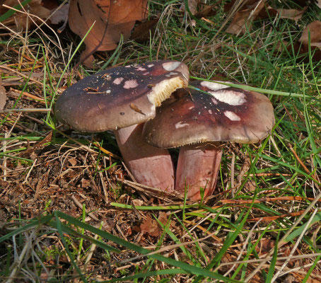 Russula sardonia - Duivelsbroodrussula