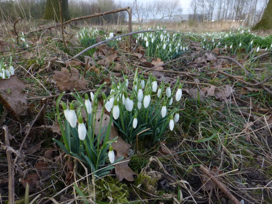 Galanthus nivalis - sneeuwklokje
