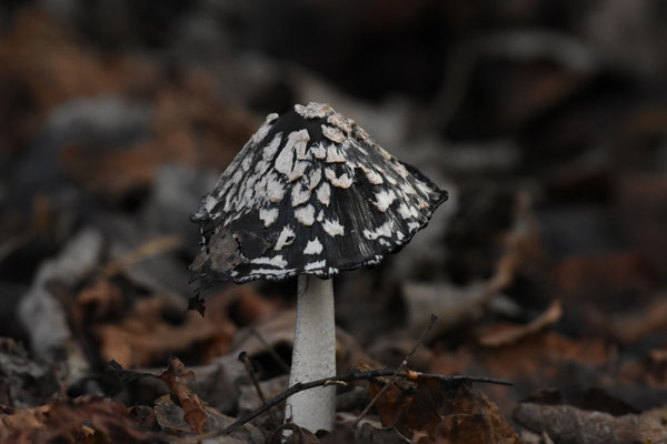 Coprinopsis picaceus - Spechtinktzwam
