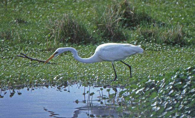 Great Egret
