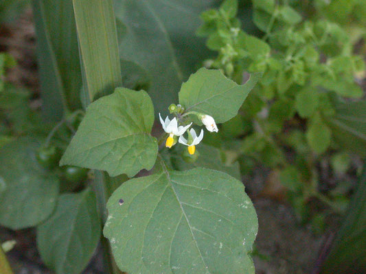Solanum nigrum nigrum - Zwarte nachtschade
