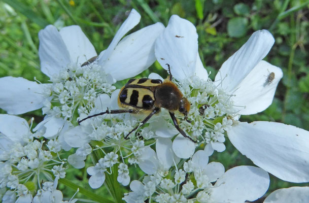 Trichius sexualis