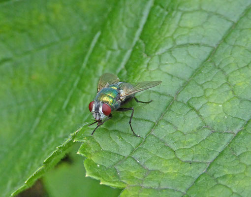 Lucilia species - groene vleesvlieg