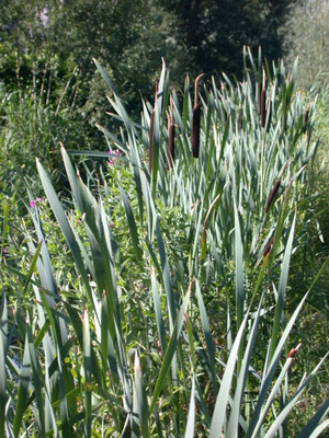 Typha latifolia - Grote lisdodde