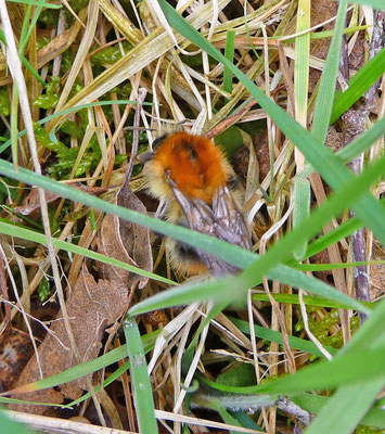 Bombus pascuorum - Akkerhommel