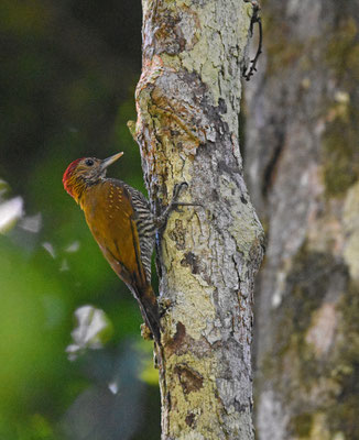 Golden-collared Woodpecker