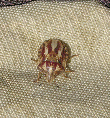 Eurygaster testudinaria - Gewone pantserwants