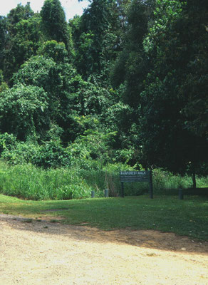 Mission Beach Rainforest Walk