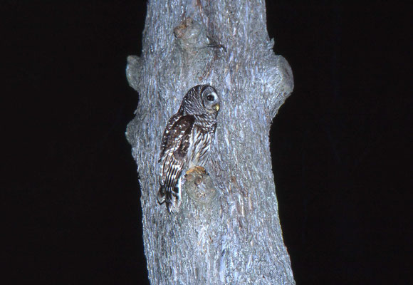 Barred Owl
