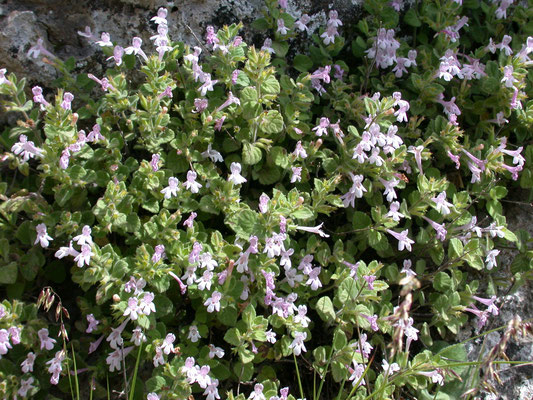 Teucrium polium