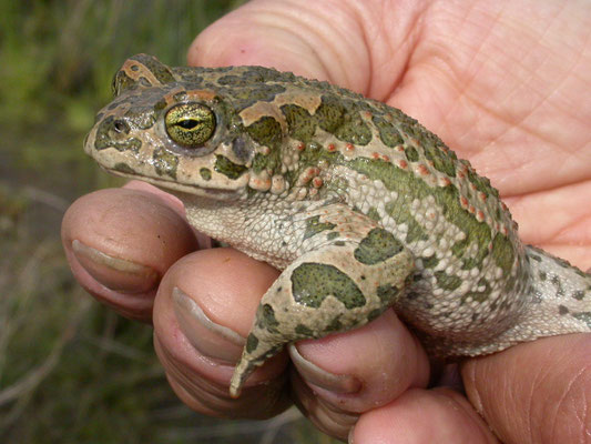 Groene pad (Bufotes viridis)