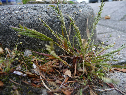 Catapodium rigidum - Stijf hardgras