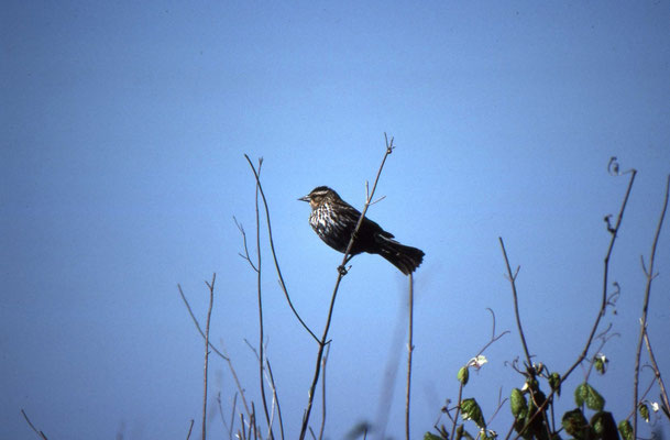 Red-winged Blackbird, female