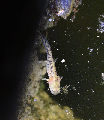 Salamandra salamandra morenica
