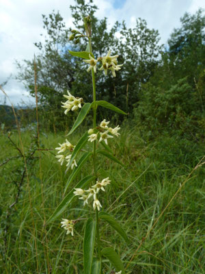 Vincetoxicum hirundinaria - Witte engbloem