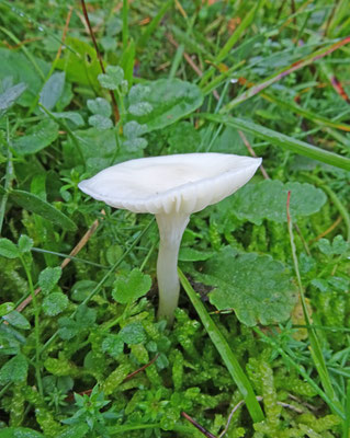Hygrocybe virginea - Gewoon sneeuwzwammetje