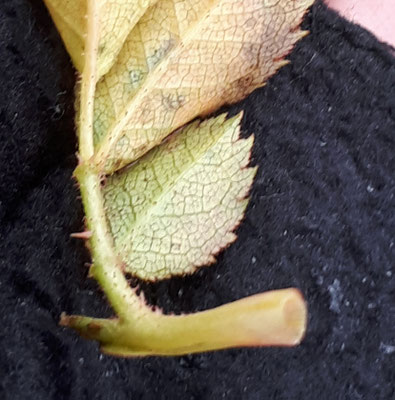 Rosa squarrosa - Beklierde hondsroos