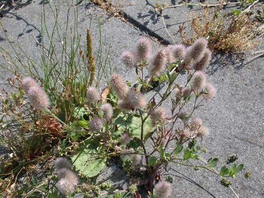 Trifolium arvense - Hazenpootje