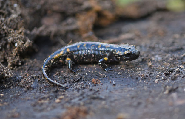 Vuursalamander