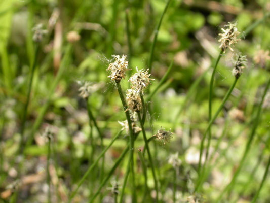 Eleocharis quinqueflora - Armbloemige waterbies
