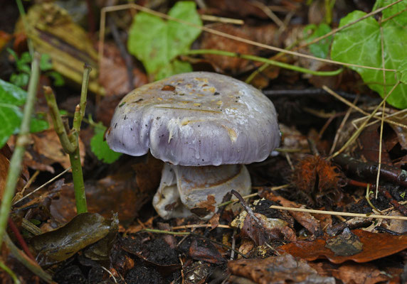 Cortinarius caerulescens - Blauwe knolgordijnzwam