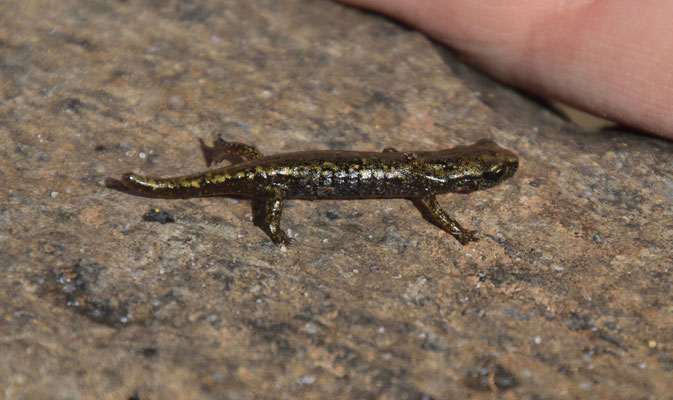 Speleomantes genei B