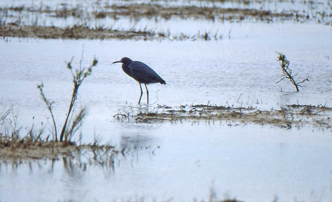Little Blue Heron