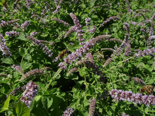 Mentha longifolia - Hertsmunt