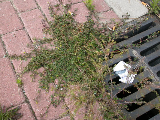 Lepidium ruderale - Steenkruidkers