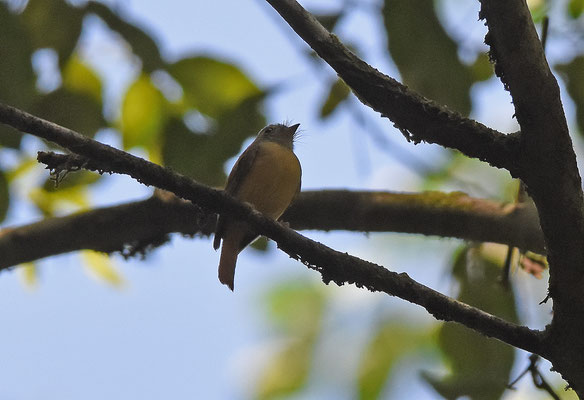 Ruddy-tailed Flycatcher