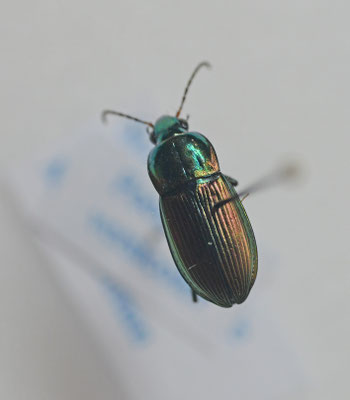 Poecilus versicolor - Veelkleurige kielspriet