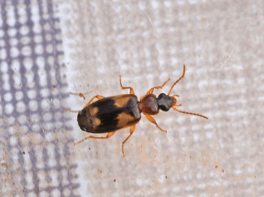 Philorhizus quadrisignatus - Breedkopschorsloper