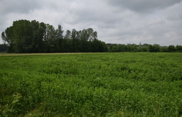 Locatie van Italiaanse springkikker